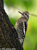 Yellow-bellied Sapsucker in Central Park NYC