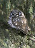 Boreal Owl in Central Park NYC