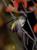 Calliope Hummingbird in Fort Tryon NYC