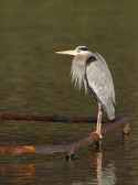 Great Blue Heron in Central Park NYC