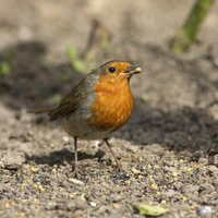 Image:EuropeanRobin.jpg